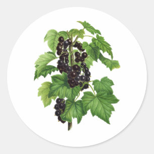 Tak met Black Currant Fruit Ronde Sticker