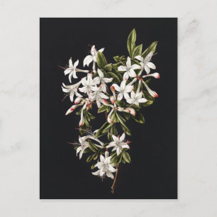 tak van White Azaleas in Bloom Briefkaart