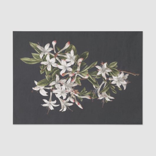 tak van White Azaleas in Bloom Tissuepapier (Voorkant)