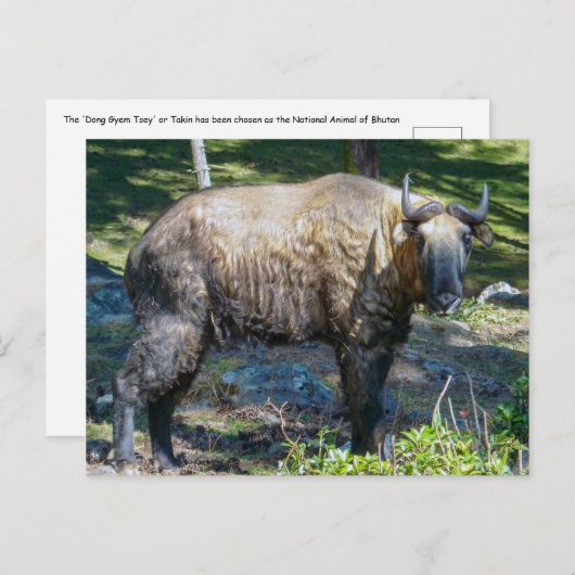 Takin, nationaal dier van Bhutan - Himalaya, Azië Briefkaart (Voorkant / Achterkant)