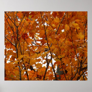 Takken van esdoornbladeren I Oranje herfst Poster