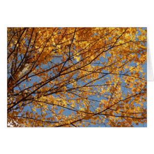Takken van esdoornbladeren II Oranje herfst