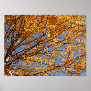 Takken van esdoornbladeren II Oranje herfst Poster