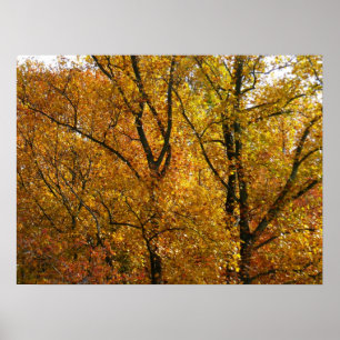 Takken van gele bladeren helder herfst kleurrijk poster