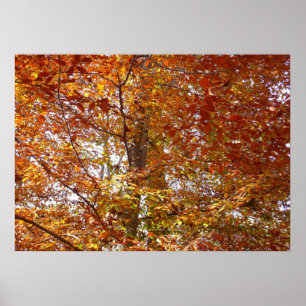 Takken van oranje bladeren herfst natuur poster