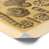  Talamophora-kleur Ernst Haeckel afdrukken Poster (Hoek)