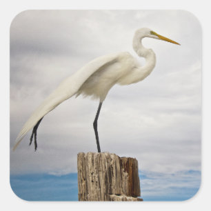 Talented Egret Fort Myers Beach, Florida Vierkante Sticker
