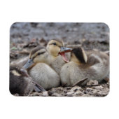 Talkative Mallard Ducklings Magneet (Horizontaal)