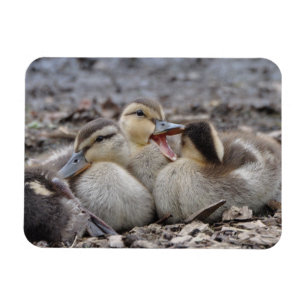 Talkative Mallard Ducklings Magneet