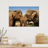 Talking Elephants in Chiang Mai Thailand Poster (Keuken)