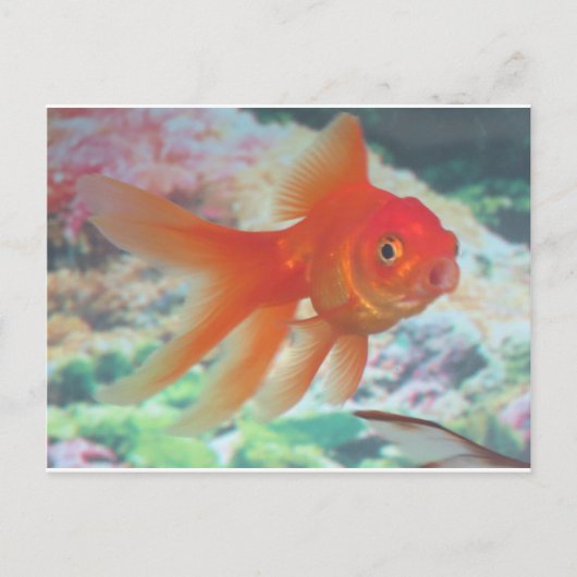 Talking Goldfish Briefkaart (Voorkant)