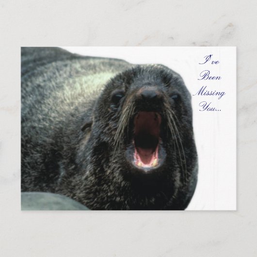 Talking Seal briefkaart (Voorkant)