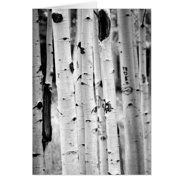Tall Aspen's (Voorkant)