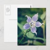 Tall Bellflower Briefkaart (Voorkant / Achterkant)