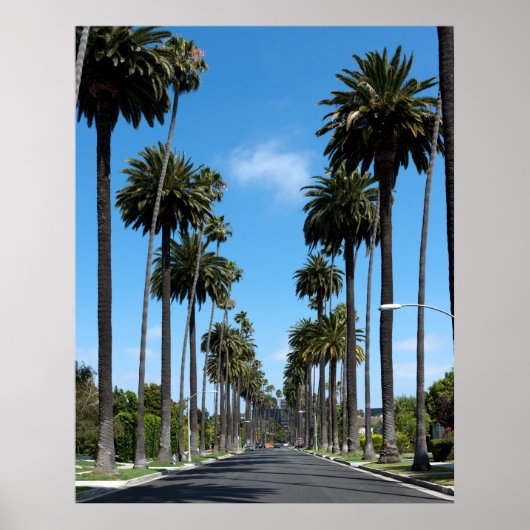 Tall California Palm Trees Foto Poster (Voorkant)