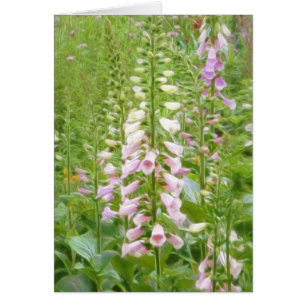 Tall Foxglove - Excelsior Hybriden