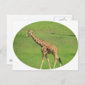 Tall Giraffe Briefkaart (Voorkant / Achterkant)