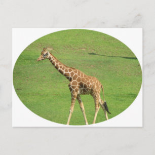 Tall Giraffe Briefkaart