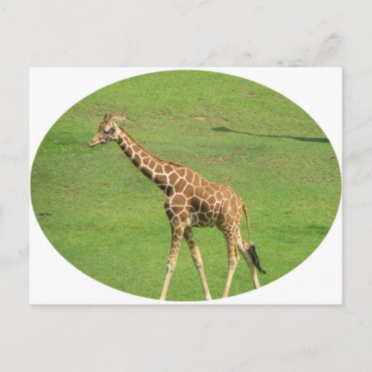 Tall Giraffe Briefkaart (Voorkant)