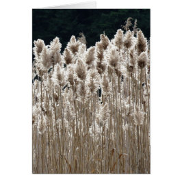 Tall Grass