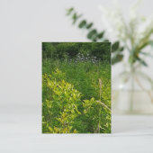 Tall Grass Briefkaart (Staand voorkant)