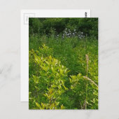 Tall Grass Briefkaart (Voorkant / Achterkant)