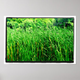 Tall Grass met Cattails in Park Poster