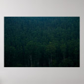 TALL GREEN TREES POSTER (Voorkant)