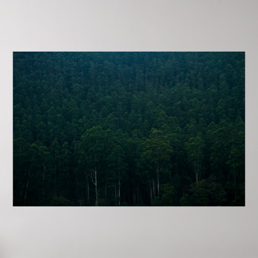TALL GREEN TREES POSTER (Voorkant)