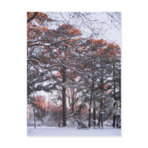 Tall Pine Trees in sneeuw op Sunrise Winter Foto