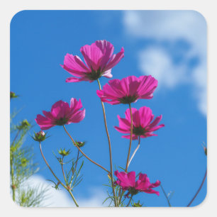 Tall Pink Cosmos Flowers Stickers
