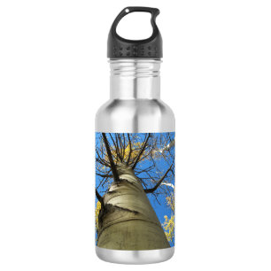 Tall Quaking Aspen Tree Waterfles