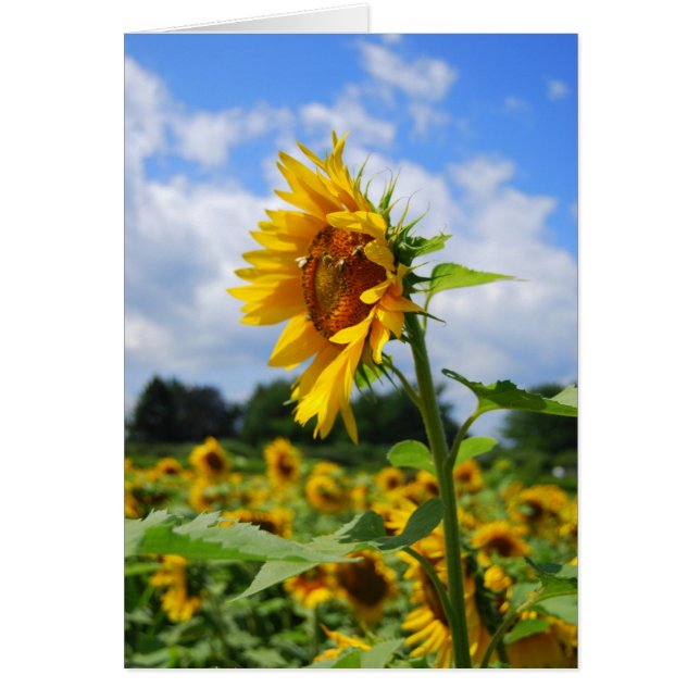 Tall Sunflower Card (Voorkant)