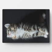 Tall Tabby Fotoplaat (voorkant)