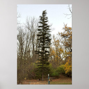 Tall Tree Photo-Poster Poster