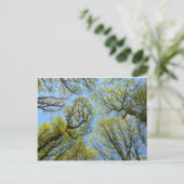 Tall Trees Briefkaart (Staand voorkant)
