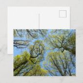 Tall Trees Briefkaart (Voorkant / Achterkant)