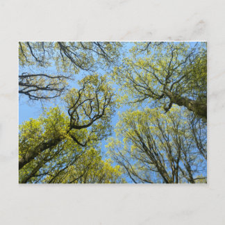 Tall Trees Briefkaart