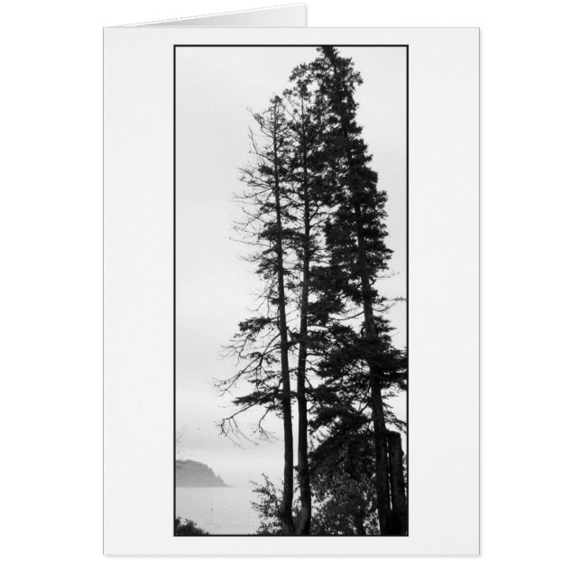 Tall Trees en Mist (Voorkant)