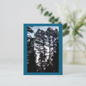 Tall Trees in CO Mountains Carte postale (Debout devant)