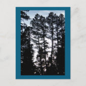 Tall Trees in CO Mountains Carte postale (Devant)