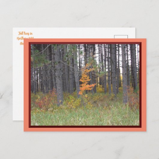 Tall Trees in Northern Minnesota/Autumn Briefkaart (Voorkant / Achterkant)