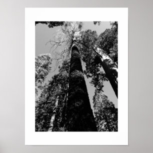 Tall Trees in Yosemite Poster - Noir & Blanc