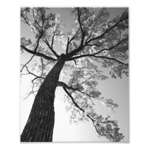 Tallest Tree Foto afdrukken Afdruk