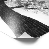 Tallest Tree foto afdrukken Foto Afdruk (Hoek)