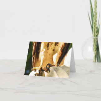 Talons (Buse à queue rouge no 2) - Carte à billets