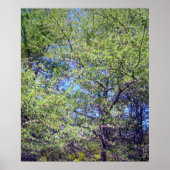 Tamarack Larch Tree 1 Poster (Devant)