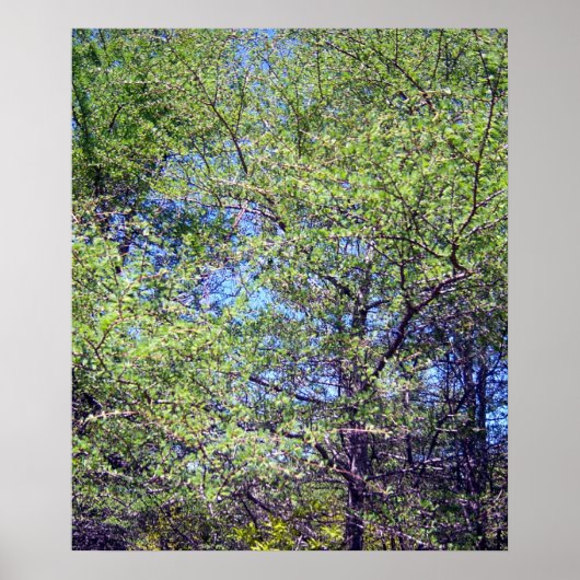 Tamarack Larch Tree 1 Poster (Devant)
