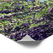 Tamarack Larch Tree 1 Poster (Coin)