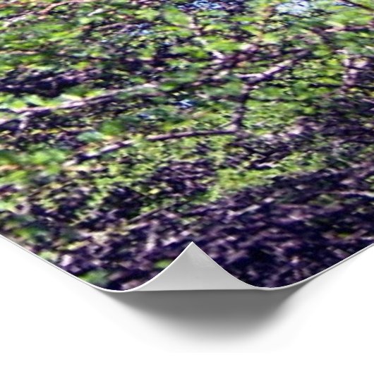 Tamarack Larch Tree 1 Poster (Coin)